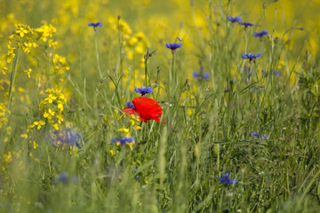 Meadow of flowers. Blooming red poppy in the field, counryside landscape, rural field with poppy.