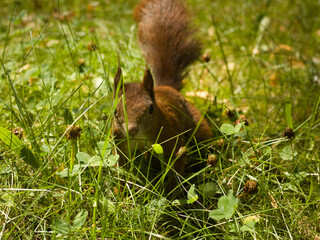 Squirrel on a  ground, little fluffy animal. Red Squirrel, Eurasian red squirrel. Sciurus vulgaris.	