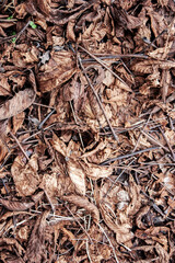Fallen leaves and dry twigs on the ground. View from above.