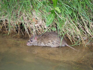 roedor de grandes ojos negros, orejas redondas, pelaje gris, larga cola, en el canal acuático del pla de urgell, lérida