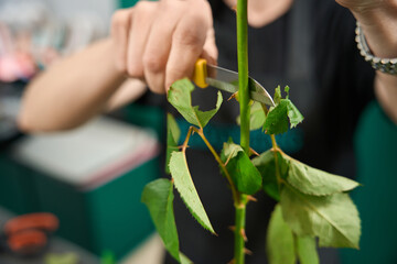 Close-up of cutting with knife leaves on stem of rose