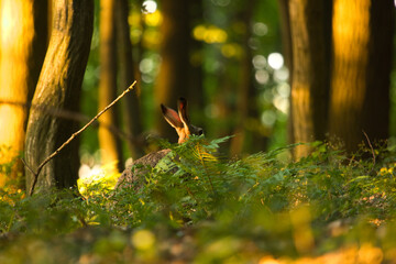 Hare in the forest, Lepus Europaeus, the brown hare in wild habitat between trees on green background. Brown hare in deep forest.