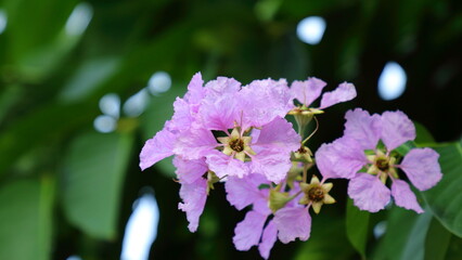 Naklejka premium Queen's crape myrtle , Pride of India (Lagerstroemia speciosa) on green background