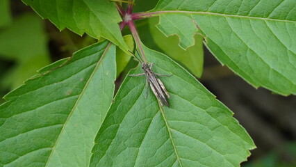 butterfly on a leaf