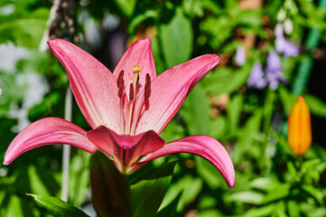 Fototapeta premium Close-up from the blossom of a pink lily (Lilium Bulbiferum).
