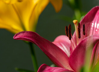 Macro shot from the blossom of a pink lily (Lilium Bulbiferum).