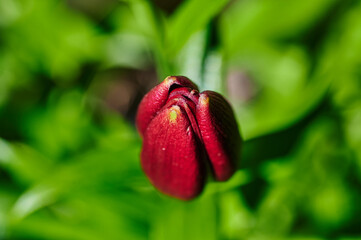 Close-up from the bud of a red lily (Lilium Bulbiferum).