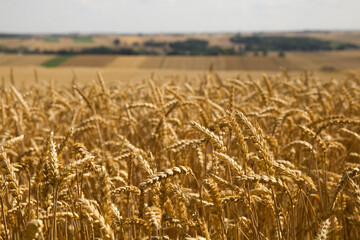 Grains on the field, redy for harvest, golden wheat in the sun. Fields full of cereals. Golden Ripe grain, Yellow, golden background. Landscape of fields full of grains.