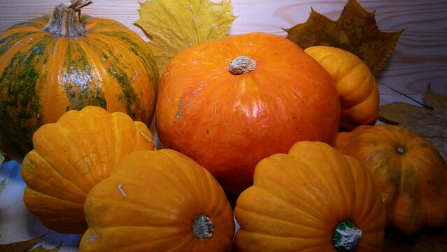 Lots of orange ripe beautiful pumpkins with autumn yellow leaves against the background of wooden planks. Panorama. Harvesting vegetables, pumpkins in the fall. Happy Halloween