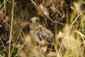 Kestrel in wild habitat in forest. Young kestrel in nature, Falco Tinnunculus.