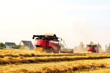 Combine harvesters harvest the wheat field