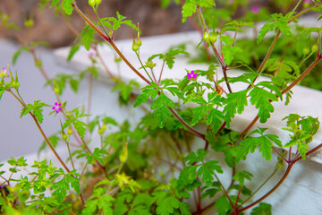 plant in a garden