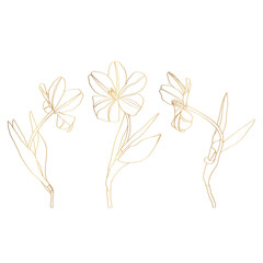 Sketch Floral Botany Collection. Golden tulip spring flower drawings. Luxury line art on white background. 