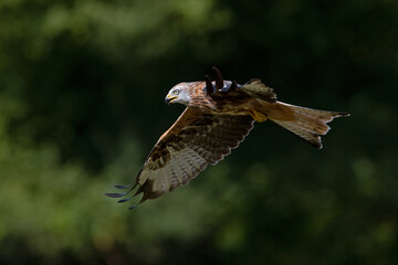 Red Kite (Milvus milvus) flying in front of a dark forest