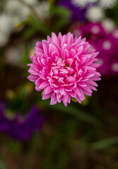 Obraz premium pink dahlia flower