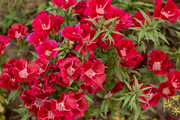 red flowers in garden