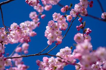 Prunus sargentii accolade sargent cherry flowering tree branches, beautiful groups light pink petal...