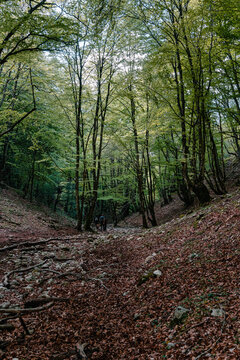 Inside the woods. Monti Lucretili Natural Park. Lazio, Italy