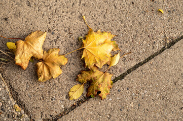 jesienne liście na chodniku - obrazy, fototapety, plakaty