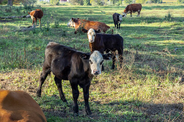 Black Baldy calves and Hereford cows in a pasture on a farm grazing and resting and two calves...