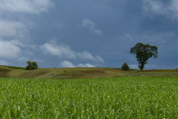 A field of cover crops with blooming buckwheat and stormy, dark skies.