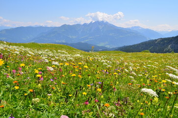 Swiss flower meadow in Alps