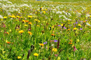 Swiss flowers close up in Alps