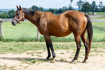 Fototapeta premium A large, swayback Thoroughbred broodmare outside in a pasture.
