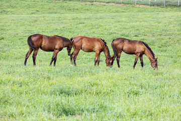 Three weanlings in a row on a Kentucky breeding farm in a large pasture grazing grass.