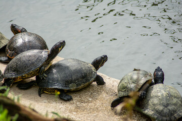Fototapeta premium turtle on the rocks