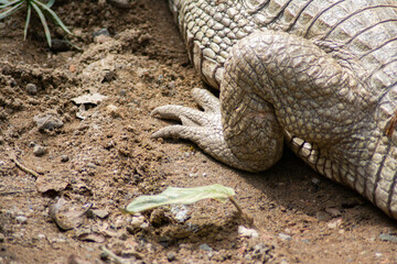 Closeup photograph of an alligator paw