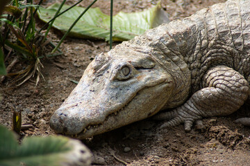 Curious alligator with vegetation around