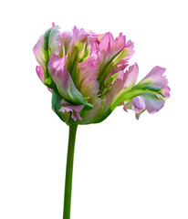 Naklejka na ściany i meble tulip green wave, pink, green and white