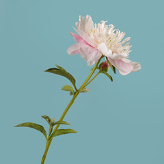 Gently pink peony flower isolated on a sky blue background.
