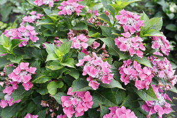 Hortensja ogrodowa roślina letnia - 526812728