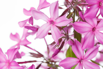 Pink phlox inflorescences Isolated on a white background.