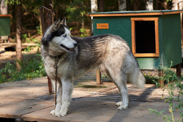 pets, purebred dogs, homeless animals, dog food, beautiful dog breeds, small dogs, collar, dog on a chain