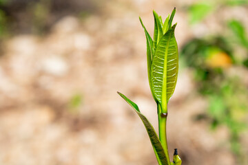 green plant bud with blurred background, leaf coming out