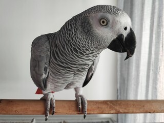 Obraz premium African grey parrot
