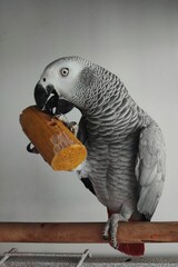 African grey parrot