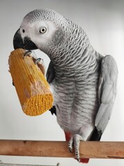 Obraz premium African grey parrot