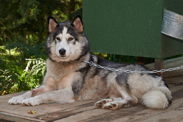 pets, purebred dogs, homeless animals, dog food, beautiful dog breeds, small dogs, collar, dog on a chain