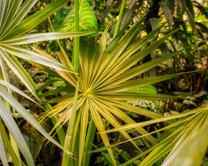 Beautiful palm leaves, green background, closeup. Exotic plant. Top view Palm leaves of green leaf...