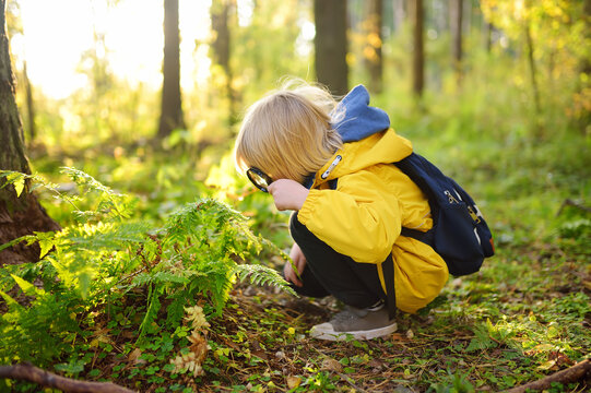 Preschooler boy is exploring nature with magnifying glass. Little child is looking on leaf of fern with magnifier. Vacation for inquisitive kids in forest. Hiking. Boy-scout