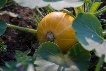 pumpkin in the garden