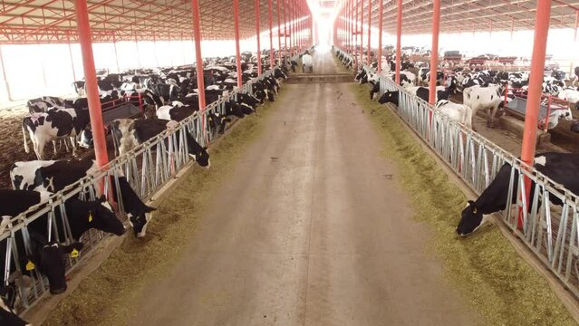 Vacas comiendo en establo
