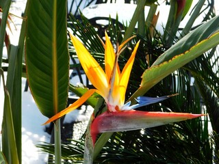 A beautiful crane flower, or bird of paradise, or Strelitzia reginae