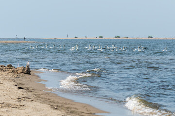 łabędzie w morzu pływają © Colorful Soul