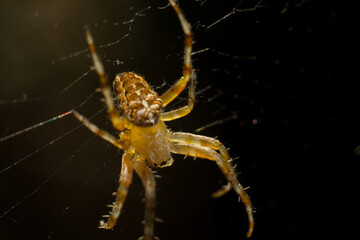 Spider in its natural environment, macro photography.