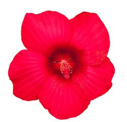 Hibiscus red flower